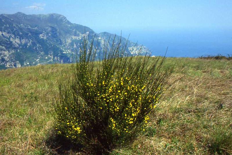 258-Dal Monte Comune,Vettica di Praiano,aprile 1990.jpg